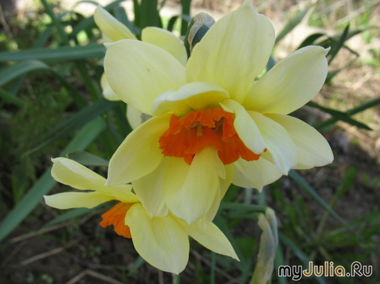   &#039;&#039; Trumpet Daffodils &#039;Alcida&#039;