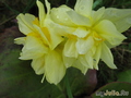   &#039;&#039; Double Daffodils &#039;Apotheose&#039;