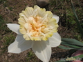   &#039; &#039; Double Daffodils &#039;Petit Four&#039;