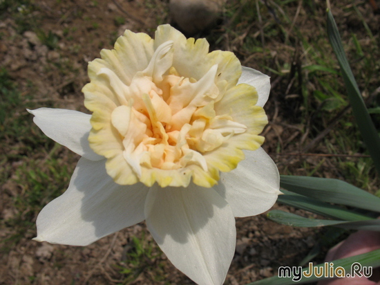   &#039; &#039; Double Daffodils &#039;Petit Four&#039;