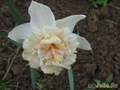   &#039; &#039; Double Daffodils &#039;Rosy Cloud&#039;