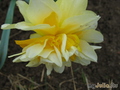   &#039;&#039; Double Daffodils &#039;Texas&#039;