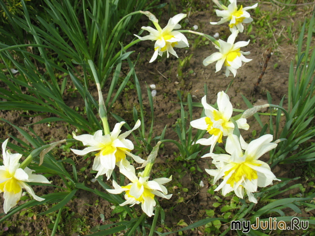   &#039; &#039; Double Daffodils  &#039;White Lion&#039;