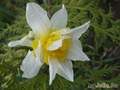   &#039; &#039; Double Daffodils  &#039;White Lion&#039;