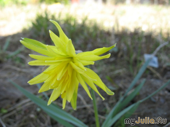   &#039;  &#039; Narcissus Miniature &#039;Rip van Winkle&#039;