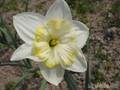   &#039;&#039; Split-Corona Daffodils &#039;Printal&#039;