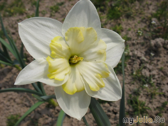   &#039;&#039; Split-Corona Daffodils &#039;Printal&#039;