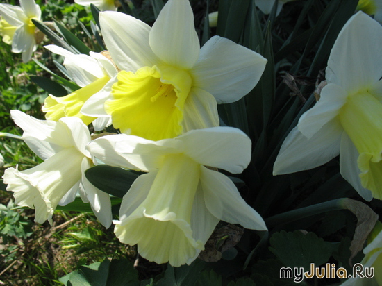   &#039;&#039; Trumpet Daffodils &#039;Goblet&#039;