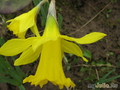   &#039; &#039; Trupet Daffodils &#039;Golden Harvest&#039;