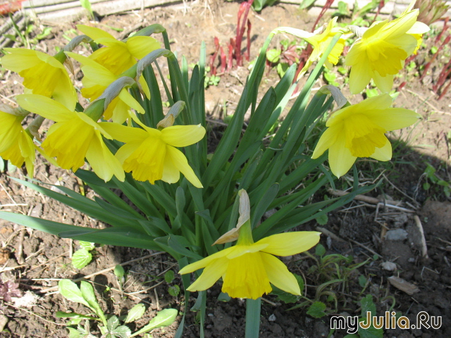   &#039; &#039; Trupet Daffodils &#039;Golden Harvest&#039;