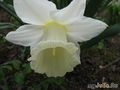   &#039;&#039; Trumpet Daffodils &#039;Desdemona&#039;