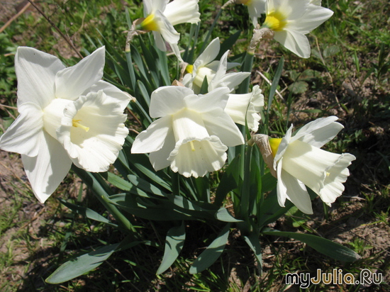   &#039;&#039; Trumpet Daffodils &#039;Desdemona&#039;