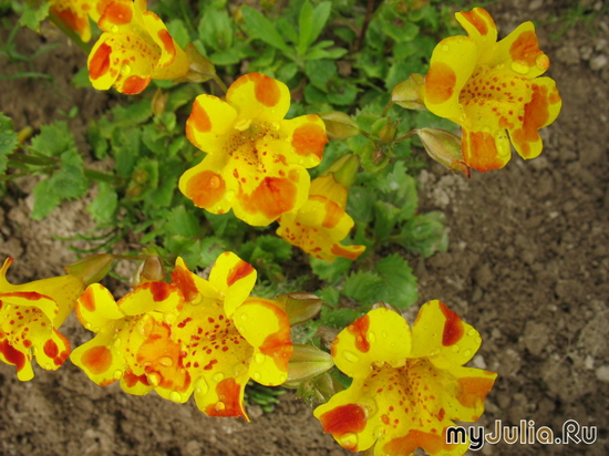   &#039;&#039; Mimulus tigrinus &#039;Viva&#039;