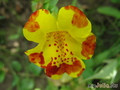   &#039;&#039; Mimulus tigrinus &#039;Viva&#039;