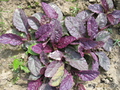 ,   &#039; &#039; Ajuga reptans &#039;Burgundy Glow&#039;