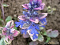 ,   &#039; &#039; Ajuga reptans &#039;Burgundy Glow&#039;