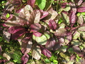 ,   &#039; &#039; Ajuga reptans &#039;Variegata Rubra&#039;