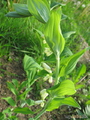   Polygonatum multiflorum