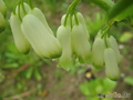   Polygonatum multiflorum