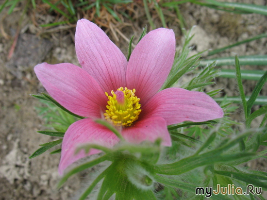   &#039; &#039; Pulsatilla vulgaris &#039;Rote Clocke&#039;