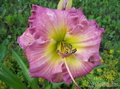   &#039;  &#039; Hemerocallis hybridum &#039;Ligth Years Away&#039;