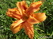   &#039;  &#039; Hemerocallis hybridum &#039;Ligth Years Away&#039;