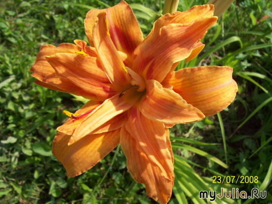   &#039; &#039; Hemerocallis hybridum &#039;Sesi Ledi&#039;