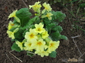   &#039;&#039; Primula veris &#039; Yellow&#039;