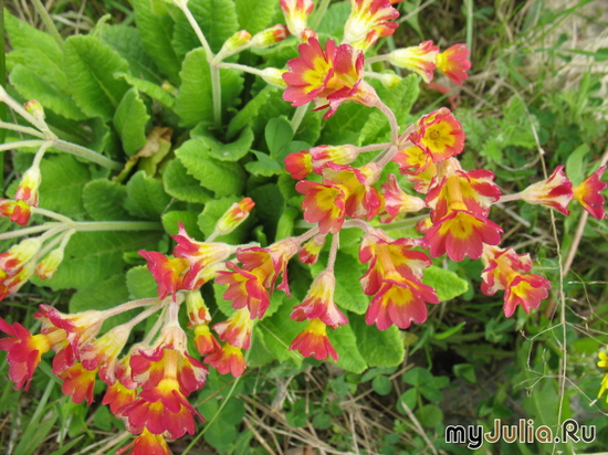   &#039;&#039; Primula veris &#039;Red&#039;