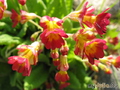   &#039;&#039; Primula veris &#039;Red&#039;