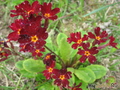   &#039;&#039; Primula veris &#039;Red&#039;