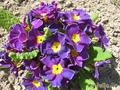   &#039; &#039; Primula elatior &#039;Blue Selection&#039;