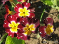   &#039;&#039; Primula elatior