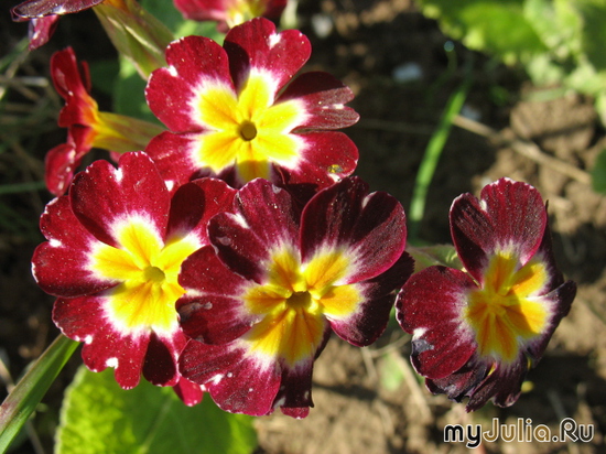   &#039;&#039; Primula elatior