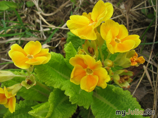   &#039;&#039; Primula elatior