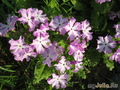  ,  &#039;&#039; Primula  sieboldii