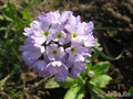   &#039;&#039; Primula denticulata &#039;Grandiflora&#039;