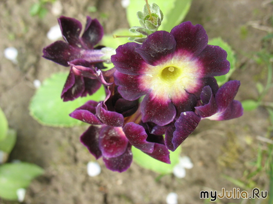  ,  &#039;&#039; Primula auricula