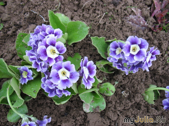  ,  &#039;&#039; Primula auricula