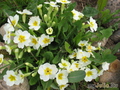   &#039;&#039; Primula Juliae Hybrids &#039;Alba&#039;