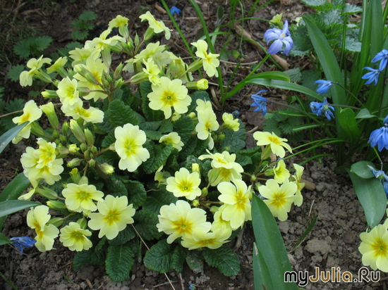   &#039; &#039;   Primula Juliae Hybrids &#039;Lady green&#039;