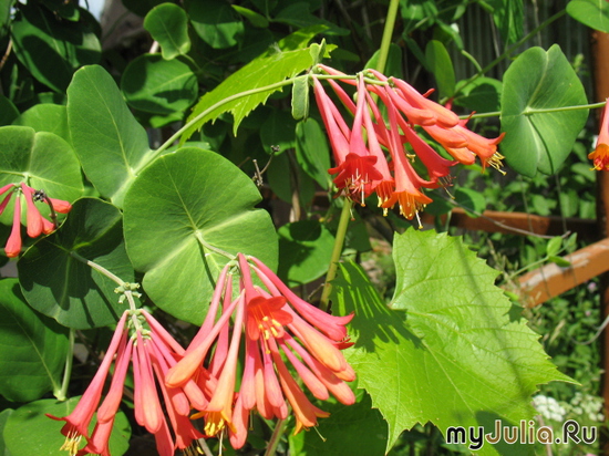   &#039; &#039; Lonicera  brownii &#039;Dropmore Scarlet&#039;