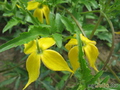 ,   &#039; &#039; Clematis tangutica &#039;Locator love&#039;