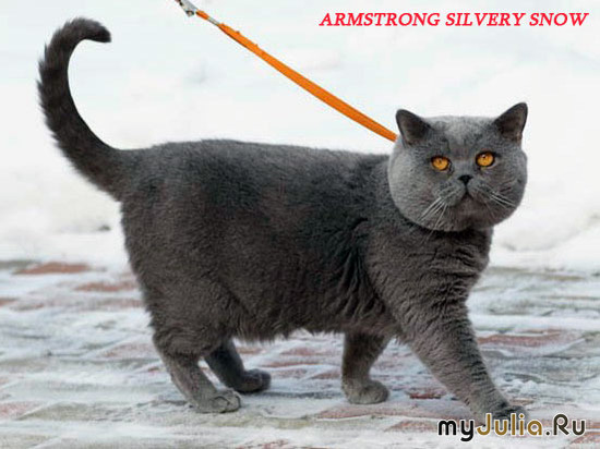   GIC Armstrong Silvery Snow