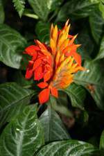   Aphelandra