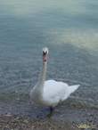 Lago di Garda