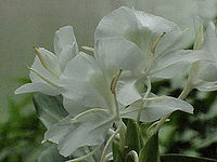 Mariposa Blanca - Belaya Babochka