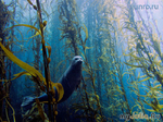     University of Miami`s 2013 Underwater Photography