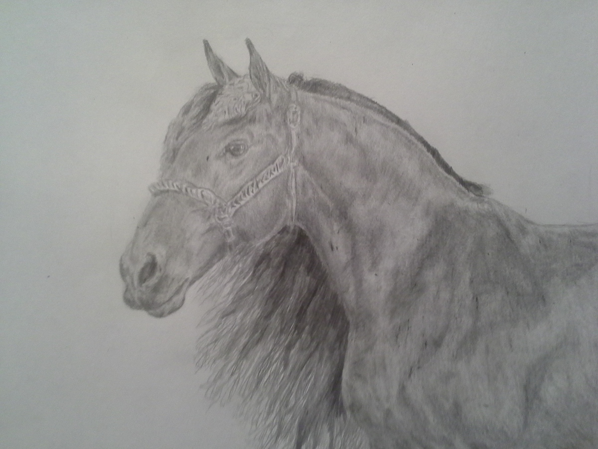 Фризская лошадь карандашом